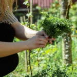 Drugi zbiór z warzywnika, co siać w lipcu i jak ekspresowo zregenerować zmęczoną glebę.
